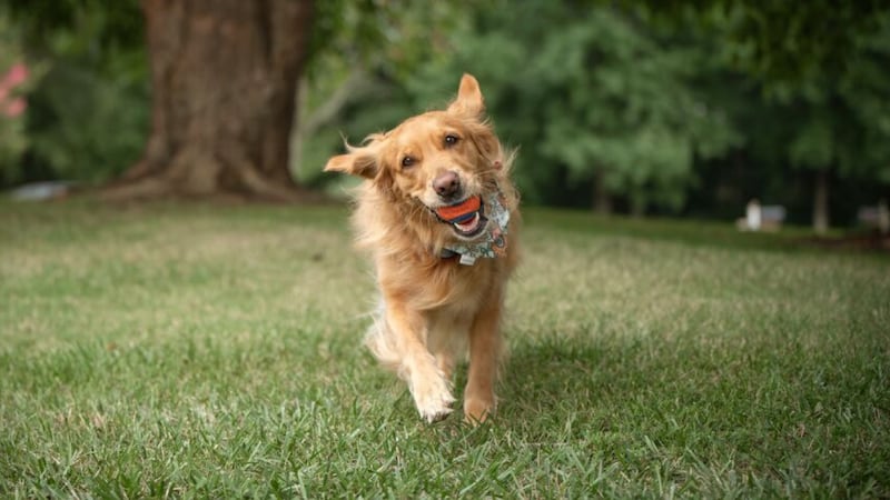 Dixie, a golden retriever