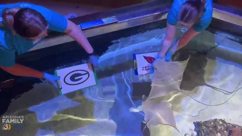 Some optimistic Cownose stingrays at the SEA LIFE Arizona Aquarium in Tempe made a bold...