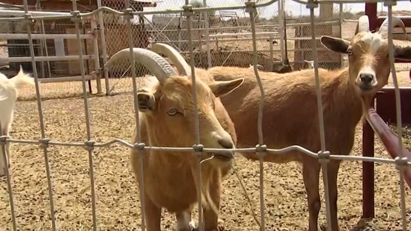 Yuma County’s farming community has recently faced several dog attacks resulting in the deaths...