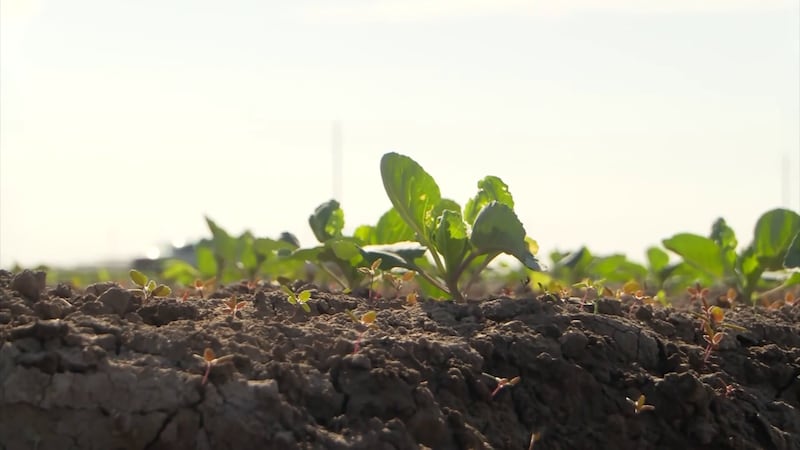 A University of Arizona grant program is helping farmers reduce water use, thereby increasing...