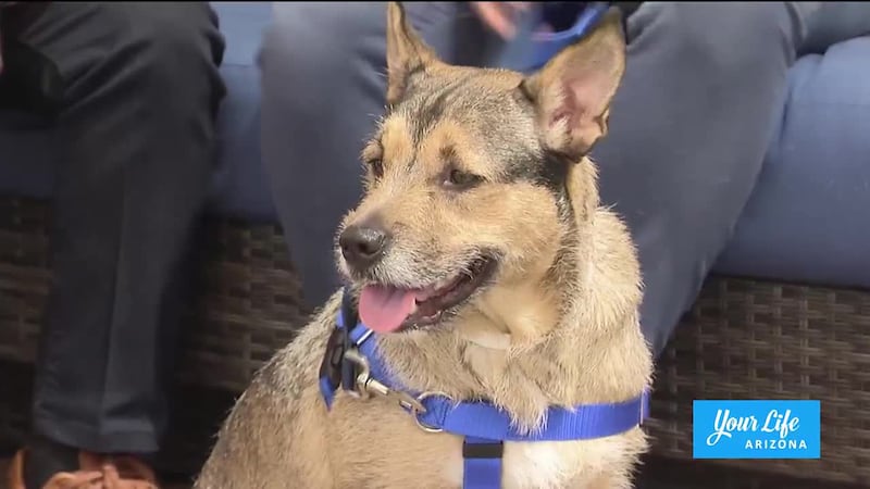 Maricopa County Animal Care & Control Pet of the Week