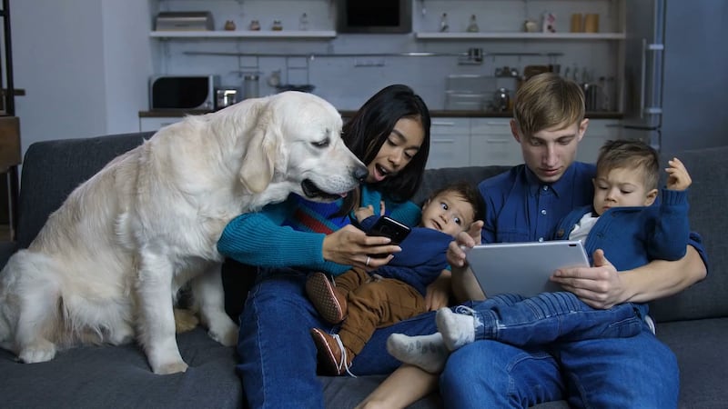 A large floofy English Cream looks intently at a tablet to see what has capture the attention...