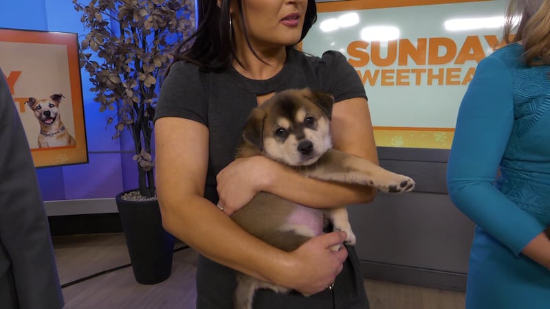 Three adorable puppies joined Good Morning Arizona for our Sunday Sweetheart segment — and...
