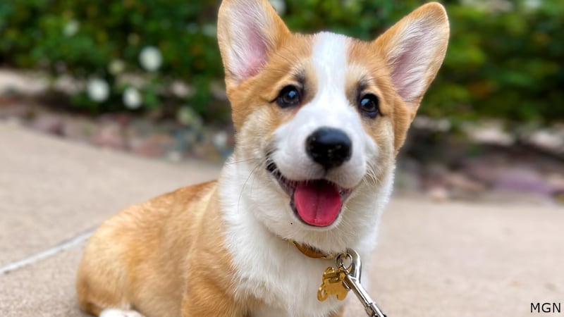 There's a trend of people starting to give their canines more humanlike names.