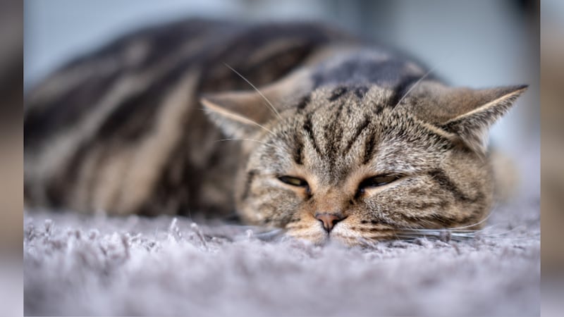 FILE -- Since the dairy outbreak was first detected in late March, at least 21 cats in nine...