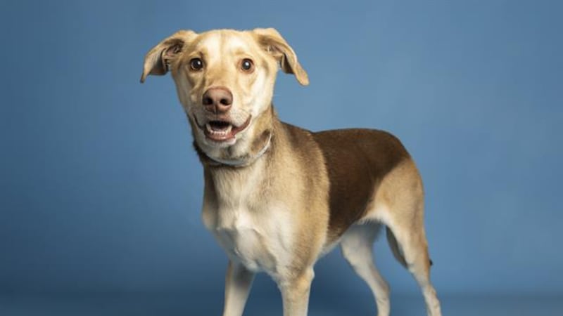 Armando was abandoned at the Arizona Humane Society with nothing but a heartbreaking note.
