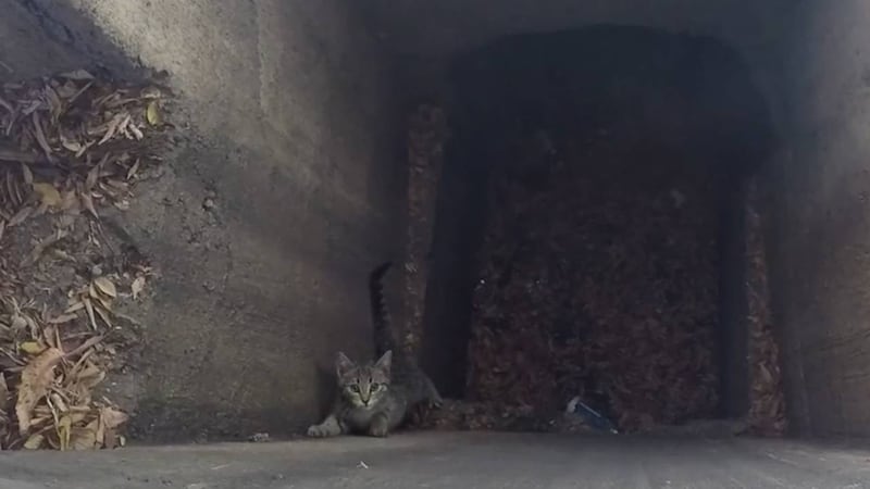 AHS technicians recently rescued a kitten that was stuck in a Phoenix storm drain.