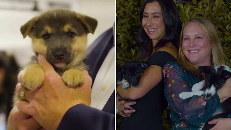 This Friday, Almost There Rescue will host its annual “Vanity Fur Gala,” which raises money...