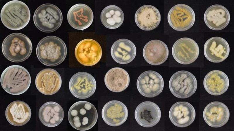 UH researchers have discovered several species of marine fungi that can break down plastics.