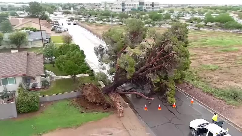 Monsoon storms can be damaging to trees, but with proper preparations the destruction can be...