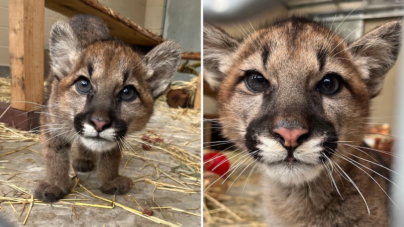 Fern and Thistle, two mountain lion cubs, will call the Phoenix Zoo their “fur-ever” home.