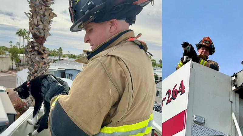 The cat was rescued on Thanksgiving eve.