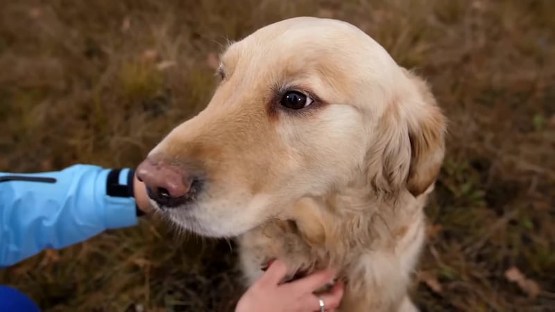 With temperatures reaching the 90s this week, the Arizona Humane Society is warning pet owners...