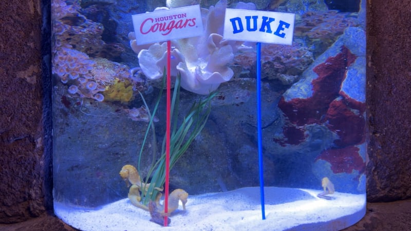 SEA LIFE Arizona is home to the Temple of the Seahorse exhibit, where guests can visit the...