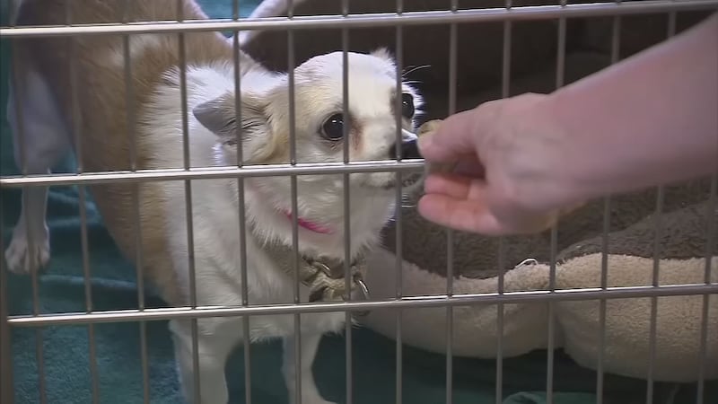 AAWL and the Arizona Pet Project have teamed up to hire social workers to work with pets and...