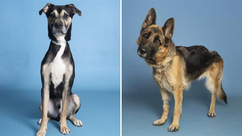 AHS hopes that this adoption special will be a time for the animals to find their fur-ever home.
