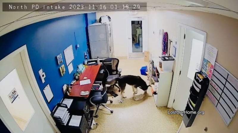 It's a doggone-it kind of story for this Tempe rescue.