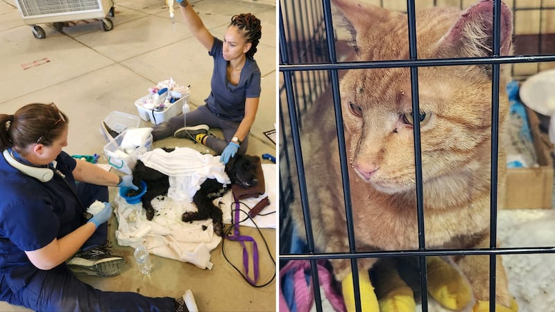 The Arizona Humane Society is sending a disaster team to help injured pets affected by Watch...