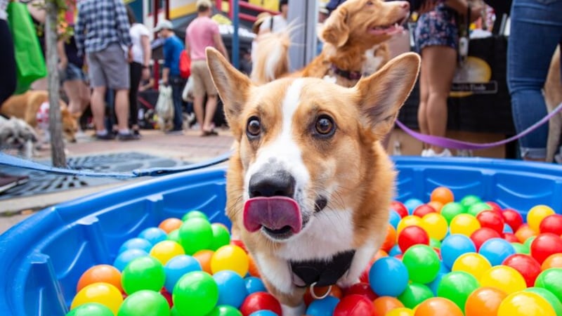 Day of the Dog