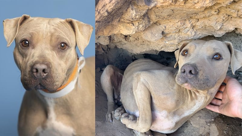 Bright Eyes got the care she needed after being rescued from Lookout Mountain.