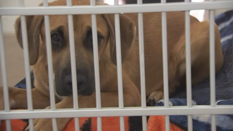 The Arizona Humane Society is reporting an increase in pet surrenders.