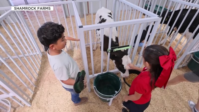 Shamrock Farms opens its barn doors where visitors can see firsthand how farm-fresh milk makes...