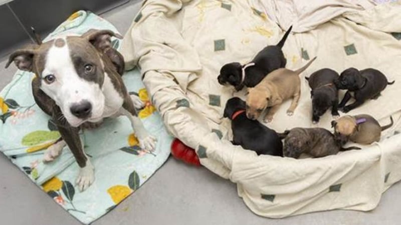 The Arizona Humane Society is asking for donations of a variety of items to help care for the...