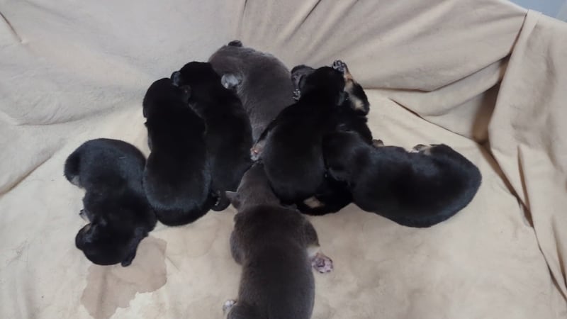 A Las Vegas animal shelter is treating eight two-week old puppies that were found in a...