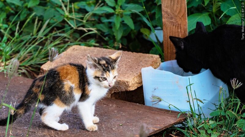 The Arizona Humane Society is hiring out cats for environmentally friendly pest control...