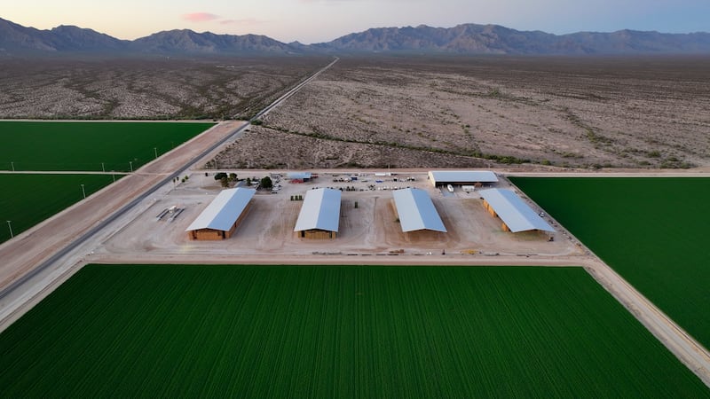 Bales of hay are stored under shelters at Al Dahra Farms, Tuesday, Oct. 17, 2023, in the...