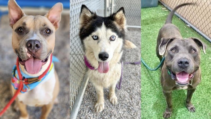Three dogs up for adoption at MCACC: Frito, a 2-year-old male Pit Bull Terrier; Felicia, a...