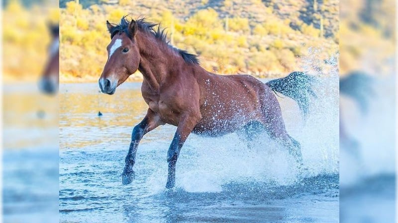 An "icon of the wild, free spirit of Arizona and the American West," a herd of wild horses...