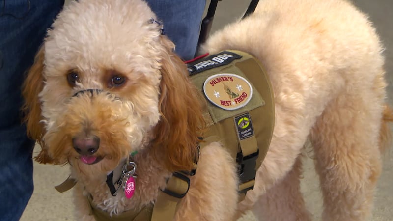 A local nonprofit trains rescue dogs to become service companions for veterans.