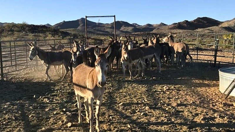 With wild burro populations near urban areas becoming a safety issue, the BLM is in the...