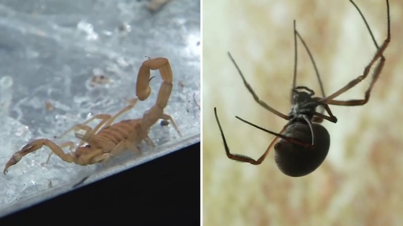 These bugs are looking to escape the heat and find food and water.