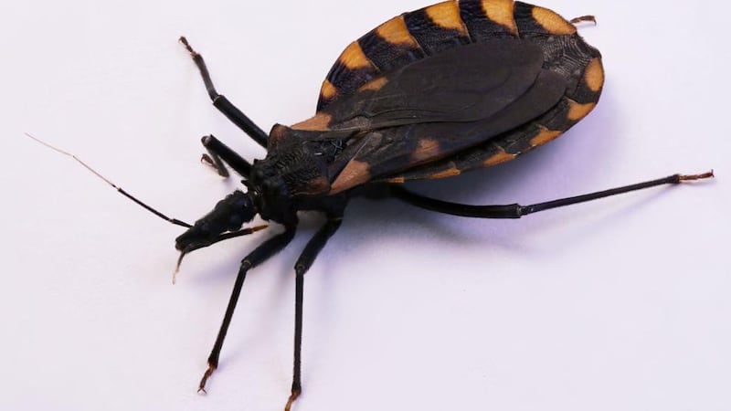 Kissing Bug (Credit: David Schneider via 123RF)
