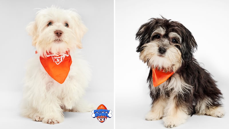Jake, left, and Delulu, right, will be playing in the game along with 140 other rescue puppies.