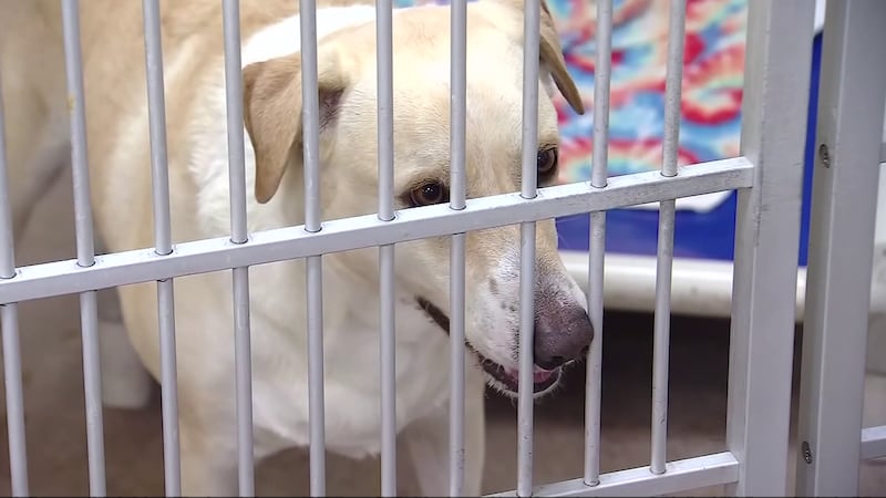 Police and Paws Project will be sponsoring adoption fees for 200 dogs.