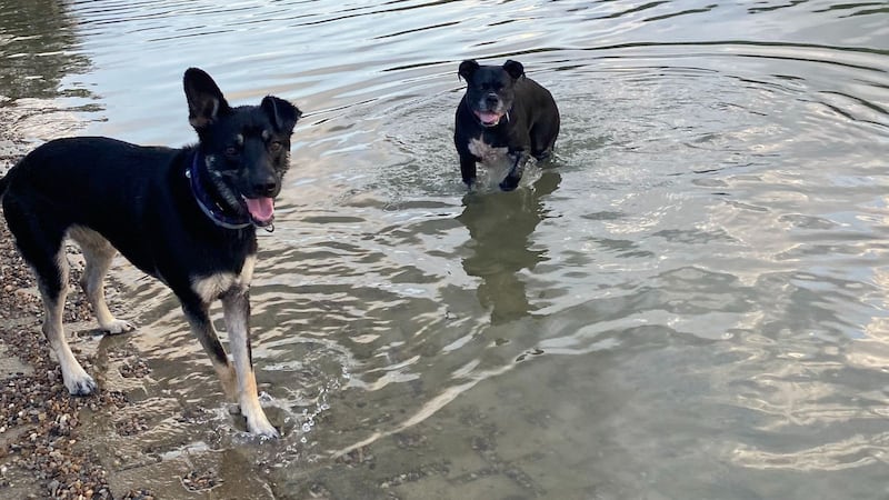 Local pet owners are being more cautious after a vet issued warnings about a deadly disease...