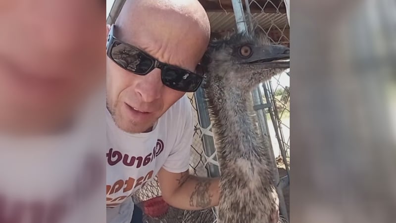Liberty the emu escaped from his owners enclosure and was spotted roaming the streets of Tucson.