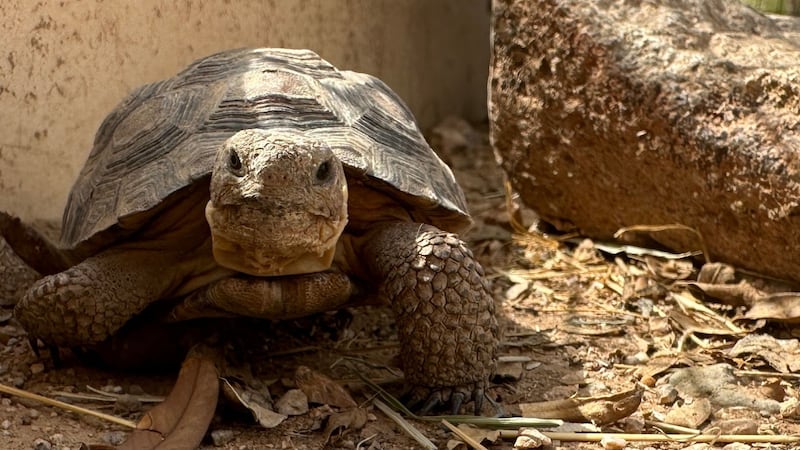Over 100 desert tortoises are looking for their forever home.