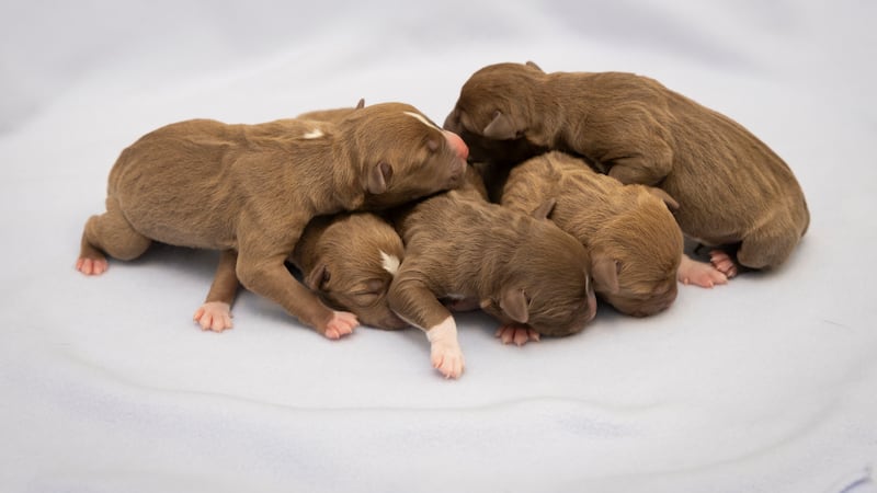 The first litter at the Arizona Humane Society was born on the night of New Year's.