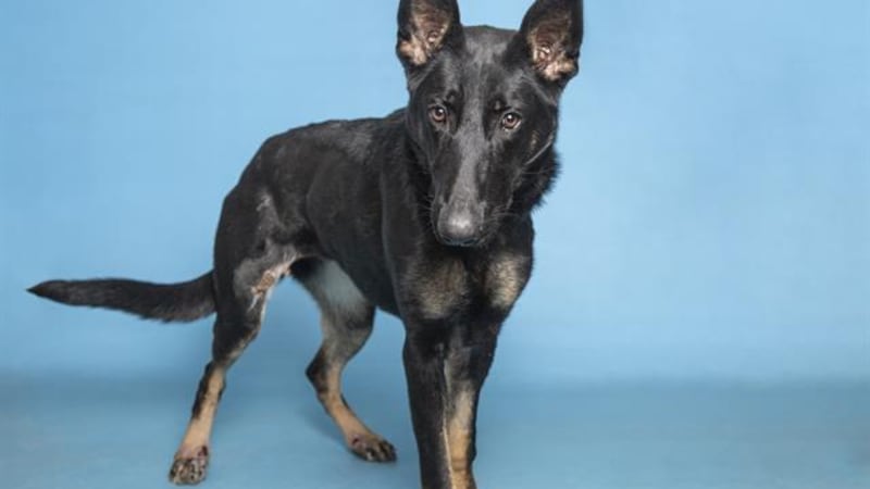 The Arizona Humane Society said that Sheila, a one-year-old German shepherd, is up for...
