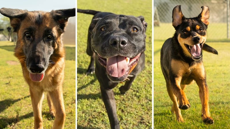 Over 2,000 dogs are available for adoption or fostering in the Phoenix area as officials sound...