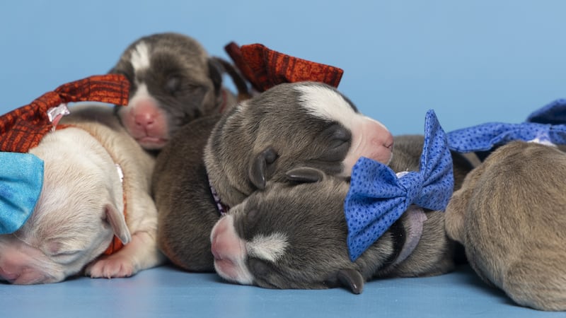 Meet the first puppy litter of 2024 for the Arizona Humane Society.