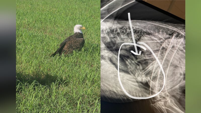 It was discovered a bald eagle originally believed to be injured just stuffed on roadkill.