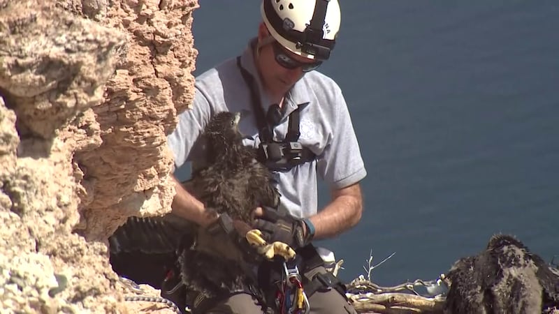 The bald eagle population in Arizona is soaring to record numbers. Arizona had 25 nests in the...
