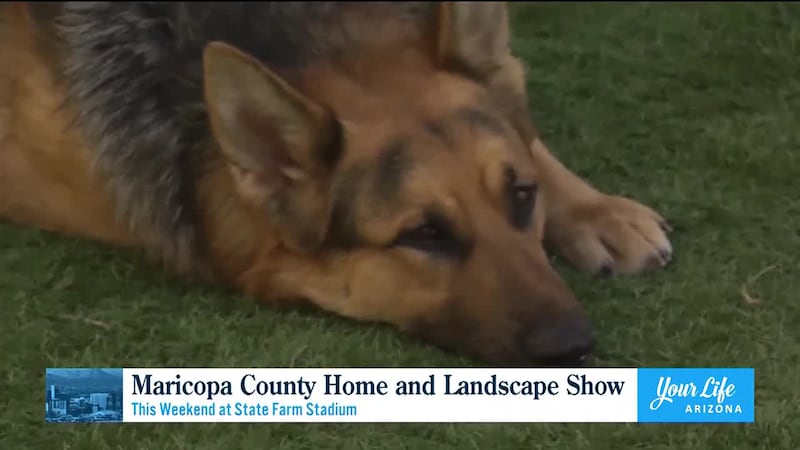 Maricopa County Animal Care and Control will be at this weekend's Maricopa County Home and...