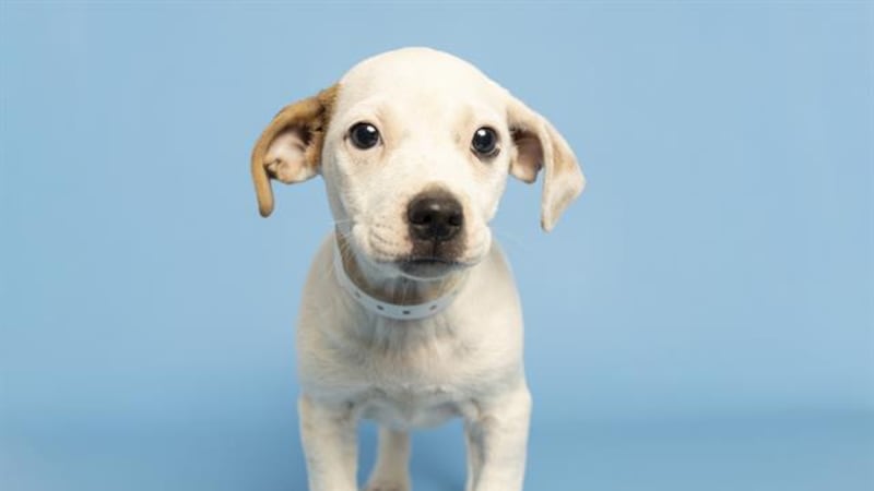 Amanda Rollins is a 9-week-old white and tan American Pit Bull Terrier.