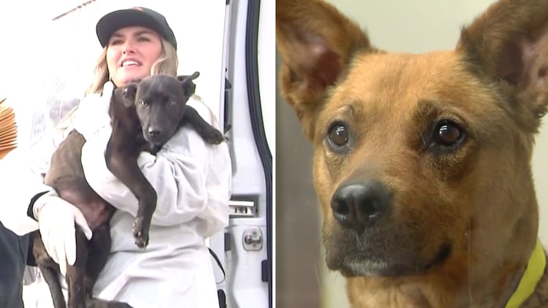 21 dogs were flown from California to Phoenix in hopes of finding their forever home in the...